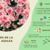 Azaleas C/u