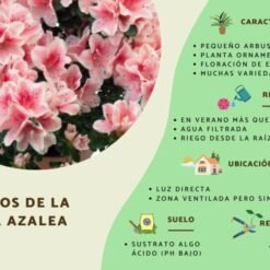 Azaleas C/u