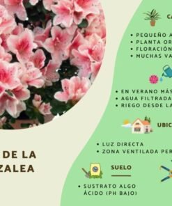 Azaleas C/u
