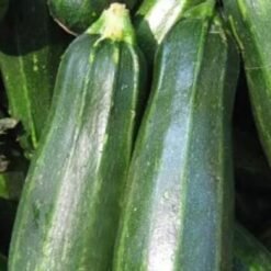 Semilla Zapallito Ital. Negro (100gr)