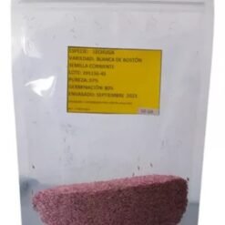 Semilla Lechuga Blanca Boston (100gr)