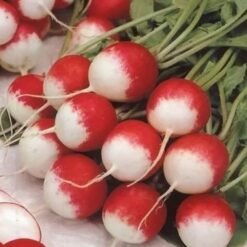 Semilla Rabanito Sparkler (100gr)