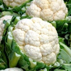 Semilla Coliflor Bola de Nieve (100gr)