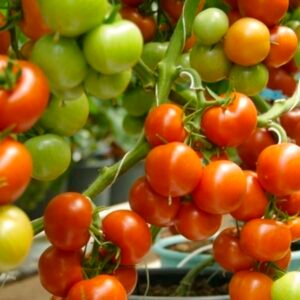 Agregado Tomate