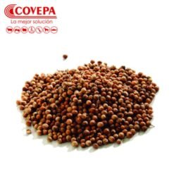 Semilla Cilantro Rey (100gr)