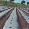 Nylon Frutilla 1.40 mt x 0.030 (mulch Bicolor)